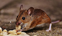 warehouse-pest-control Experts in Dieringer